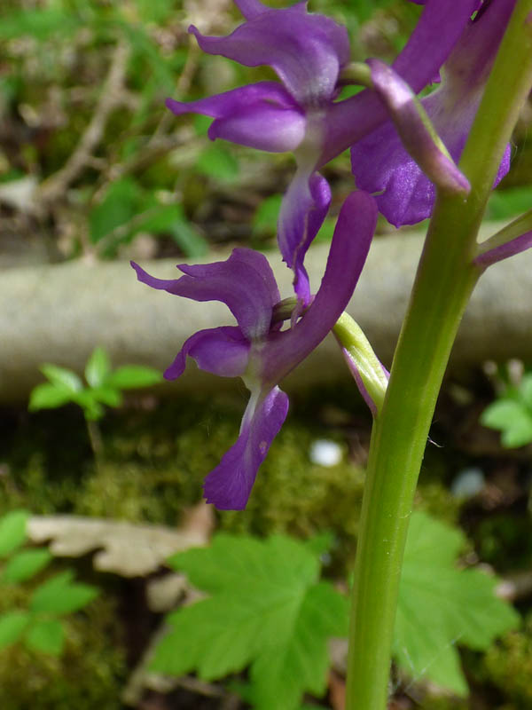 Orchis mascula 'purpurea'